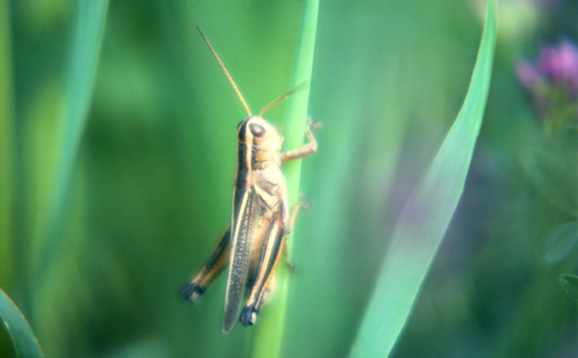 grasshopper.jpg